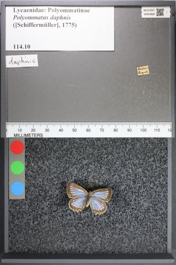 Media type: image;   Entomology 53828